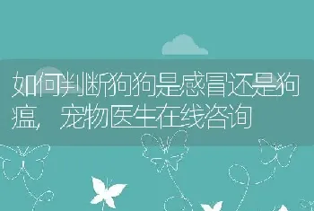 如何判断狗狗是感冒还是狗瘟，宠物医生在线咨询