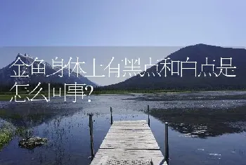 金鱼身体上有黑点和白点是怎么回事？