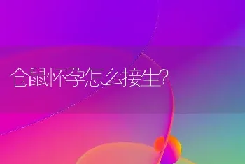 仓鼠怀孕怎么接生？