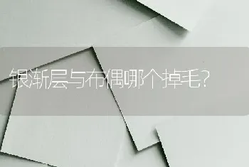 银渐层与布偶哪个掉毛？