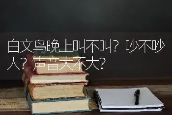 白文鸟晚上叫不叫？吵不吵人？声音大不大？