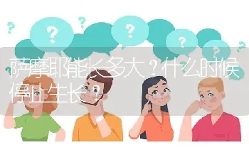 萨摩耶能长多大？什么时候停止生长？