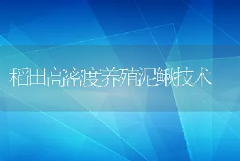 稻田高密度养殖泥鳅技术