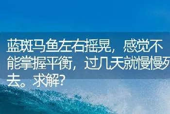 蓝斑马鱼左右摇晃，感觉不能掌握平衡，过几天就慢慢死去。求解？