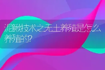 泥鳅技术之无土养殖是怎么养殖的？