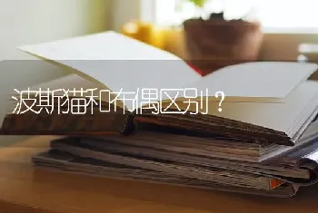 波斯猫和布偶区别？