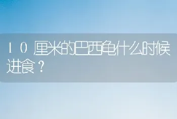 10厘米的巴西龟什么时候进食？