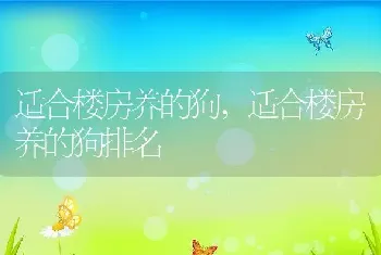 适合楼房养的狗，适合楼房养的狗排名