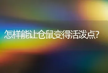 怎样能让仓鼠变得活泼点？