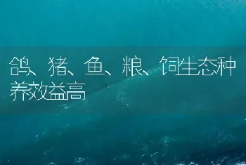 鸽、猪、鱼、粮、饲生态种养效益高