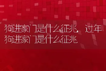 狗进家门是什么征兆，过年狗进家门是什么征兆