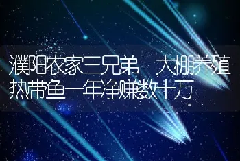 濮阳农家三兄弟 大棚养殖热带鱼一年净赚数十万