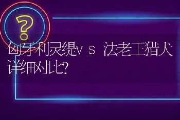 匈牙利灵缇vs法老王猎犬详细对比？