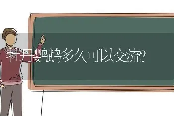 牡丹鹦鹉多久可以交流？