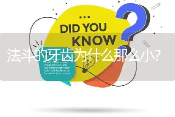 法斗的牙齿为什么那么小？