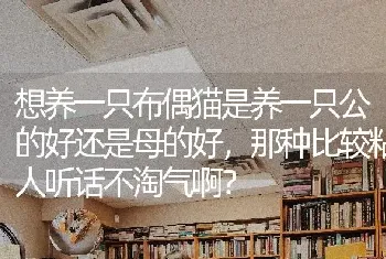 想养一只布偶猫是养一只公的好还是母的好，那种比较粘人听话不淘气啊？