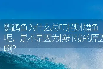 鹦鹉鱼为什么总叨招财猫鱼呢，是不是因为换环境的原因啊？