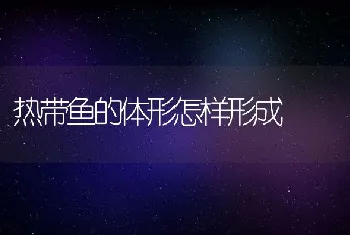 热带鱼的体形怎样形成