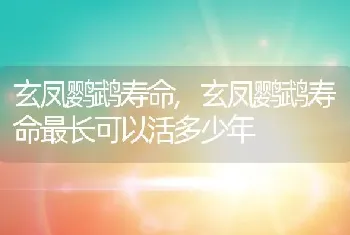 玄凤鹦鹉寿命，玄凤鹦鹉寿命最长可以活多少年