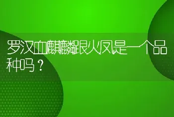 罗汉血麒麟跟火凤是一个品种吗？