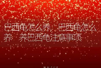 巴西龟怎么养，巴西龟怎么养 养巴西龟注意事项