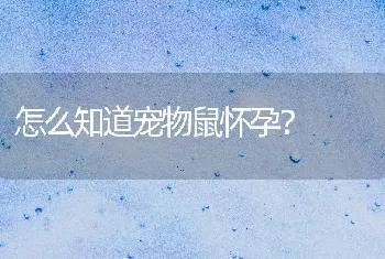 怎么知道宠物鼠怀孕？