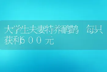 大学生夫妻特养鸸鹋 每只获利600元