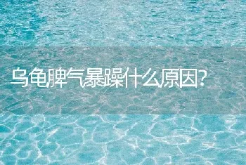 乌龟脾气暴躁什么原因？