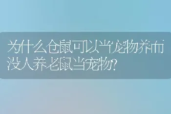 为什么仓鼠可以当宠物养而没人养老鼠当宠物？