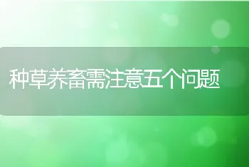 种草养畜需注意五个问题