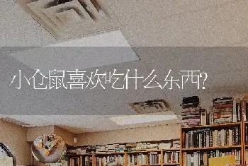 小仓鼠喜欢吃什么东西？