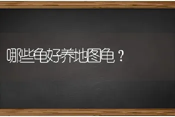 比熊为什么智商低？