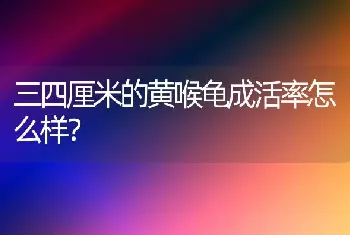 三四厘米的黄喉龟成活率怎么样？