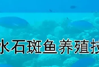 淡水石斑鱼养殖技术