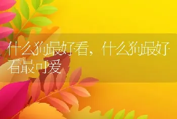 什么狗最好看，什么狗最好看最可爱