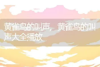 黄雀鸟的叫声，黄雀鸟的叫声大全播放