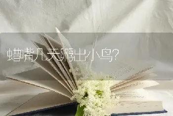 蜡嘴几天孵出小鸟？