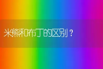 米熊和布丁的区别？