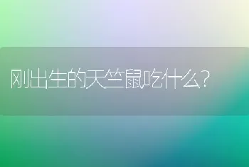 刚出生的天竺鼠吃什么？