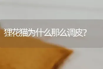 狸花猫为什么那么调皮？