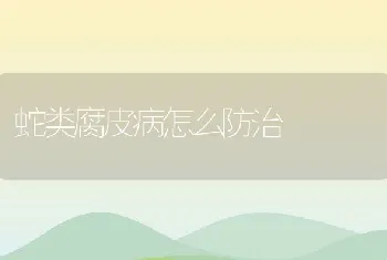 蛇类腐皮病怎么防治