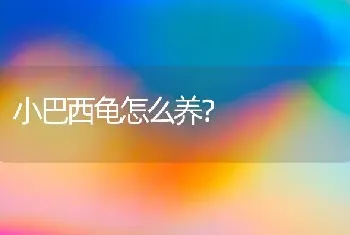 小巴西龟怎么养？