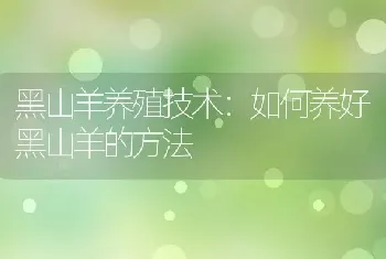 黑山羊养殖技术：如何养好黑山羊的方法