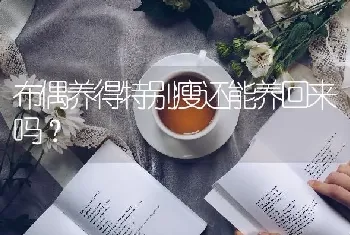 布偶养得特别瘦还能养回来吗？