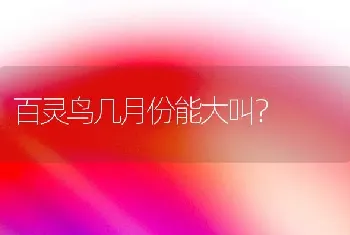 纯种比熊爪子什么颜色？