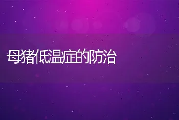 母猪低温症的防治