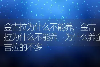 金吉拉为什么不能养，金吉拉为什么不能养 为什么养金吉拉的不多