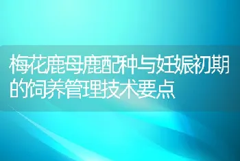 梅花鹿母鹿配种与妊娠初期的饲养管理技术要点