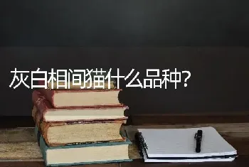 灰白相间猫什么品种？