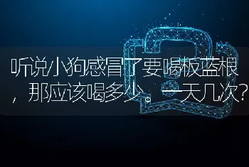 听说小狗感冒了要喝板蓝根，那应该喝多少。一天几次？